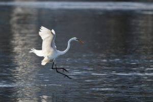 Schwellenländeranleihen: Weiche Landung in China Symbolbild - Bild: Pixybay.com / Johnnys_pic